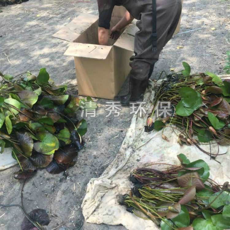 睡蓮的病蟲害防治